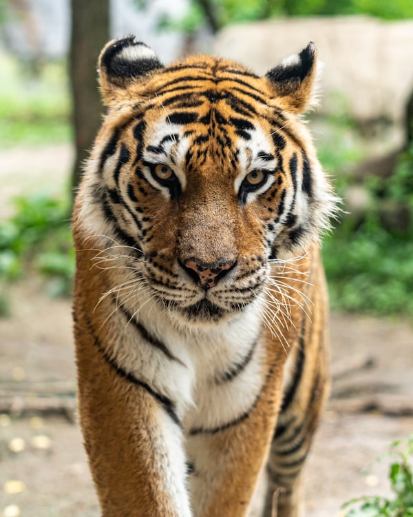 Orby, the mascot tiger cub